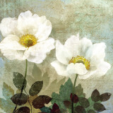 Anemone II