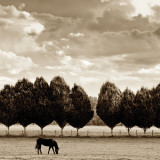 Grazing Art Print