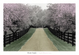 Buy Apple Blossom Lane at AllPosters.com