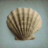 Buy Seashell Study II at AllPosters.com