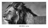 Buy Lion Eyes at AllPosters.com