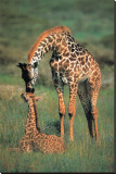 Giraffes Mother and Baby