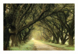Buy Evergreen Alley at AllPosters.com