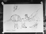 Drawings of an Armadillo by Animator Franklin Thomas