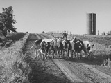 Kansas Farm Boy Dan Gardner Riding His 12-Year Old Pony Bareback, Driving in the Gardner Herd