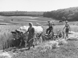 Peasant Farmers Working in Wheat Fields