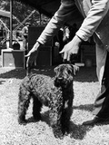 1938 Morris + Essex Dog Show. Kerry Blue Terrier