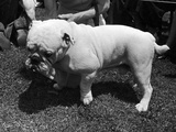 1938 Morris + Essex Dog Show