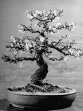 100-Year-Old Bonsai Cherry Tree in Collection of Keibun Tanaka
