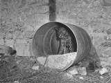 Family Dog Being Housed in 50-Gallon, One-Way Gas Can the American Army Left Behind