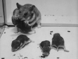 Close-Up of Mother Hamster and Offspring at Chicago University