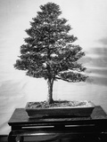 Bonsai Cypress Tree in Collection of Keibun Tanaka