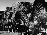 Close-Up of Turkeys on Farm