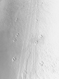 Close-Up of Tracks Left by Two Dogs Hauling Toboggan