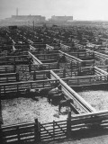 A View of a Near Empty Stockyard from a Story Concerning Food Shortages in the US During WWII