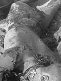 Ghastly the Charred Body of a Polish Erla Work Camp #3 Prisoner with a Cross around His Neck