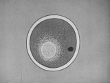 Slide Showing Conception and Birth from University of Oregon's Human Reproduction Movie for Kids