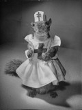 A Squirrel Wearing a Baby Doll's Nursing Uniform
