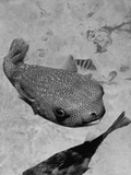 A Puffer Fish Swimming Along, Which Can Inflate its Body to Expose the Sharp Barbs