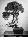 300-Year-Old Bonsai Pine Tree with Swirling Trunk in Collection of Keibun Tanaka