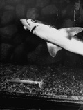 Shark Looking for Food with its Nostrils Plugged and Failing to Spot a Quid Right under its Nose Premium Photographic Print