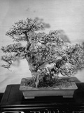 200-Year-Old Bushy Bonsai Quince Tree, About 2 1/2 Feet High, in Collection of Keibun Tanaka