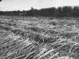 Harvesting Sugar Cane with Machinery