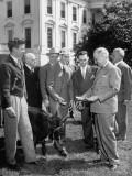 Buy President Harry S. Truman Holding Bull "Alabam" by Rope at AllPosters.com