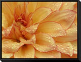 Dahlia Flower with Pedals Radiating Outward, Sammamish, Washington, USA