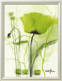 Coquelicot Vert II