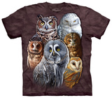 Buy Owls at AllPosters.com