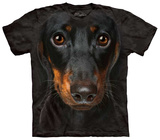Dachshund Face