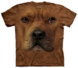 Pit Bull Face