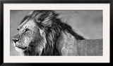 Lion Eyes