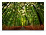 Buy The Bamboo Forest at AllPosters.com