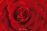 Rose-Je Taime