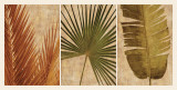 Buy Palm Vista II at AllPosters.com