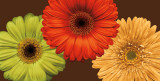 Daisy Trio