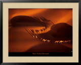 Dromedary Caravan near Nouakchott, Mauritania