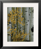 Autumn Foliage and Tree Trunks of Quaking Aspen Trees in the Crested Butte Area of Colorado