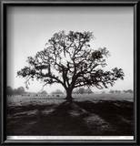 Buy Oak Tree, Sunrise at AllPosters.com