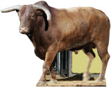 Yellow Jacket Jr. - PBR Bull
