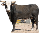Buy Bones - PBR Bull at AllPosters.com