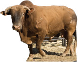Buy Troubadour - PBR Bull at AllPosters.com