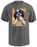 Shihtzu Baby