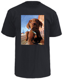 Lab Puppy