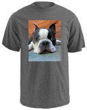 Moxley Boston Terrier