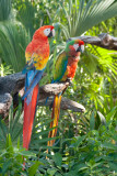 Parrots - Fuerteventura
