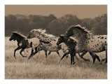 Appaloosa Run