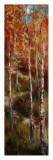 Autumn Birch Path